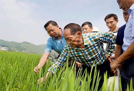 “90后”袁隆平在重庆的“稻田革命”小山村成网红地