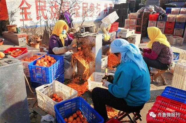 特约摄影师 王绪波—初冬柿子采风掠影 